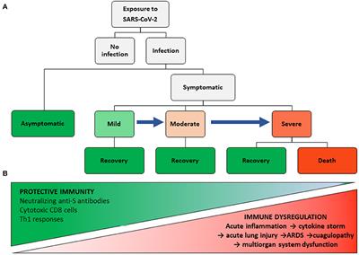 Frontiers  Immune Response, Inflammation, and the Clinical Spectrum of